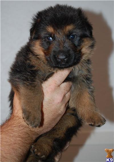 German Shepherd